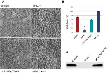 https://cdn.ncbi.nlm.nih.gov/pmc/blobs/d4bb/3025664/496a6c1273ac/mbo0011110810002.jpg