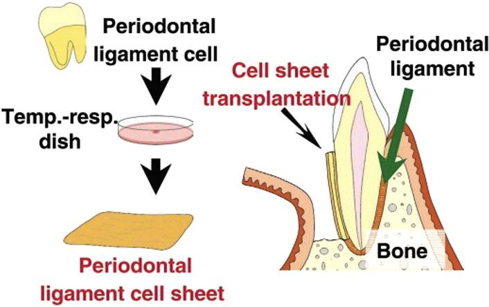 https://cdn.ncbi.nlm.nih.gov/pmc/blobs/d4bc/5215138/bd5c58936ca1/10439_2016_1687_Fig2_HTML.jpg