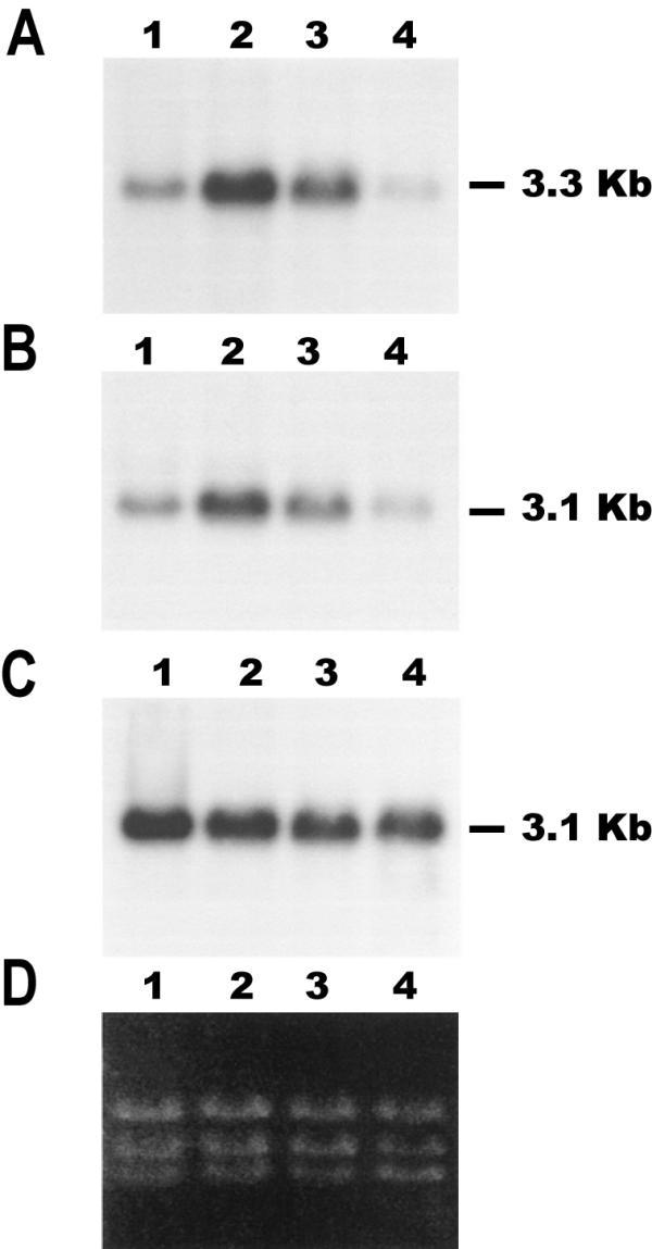 https://cdn.ncbi.nlm.nih.gov/pmc/blobs/d4c7/436058/0b441fbb76d0/1471-2199-5-3-1.jpg