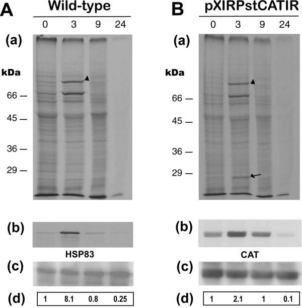 https://cdn.ncbi.nlm.nih.gov/pmc/blobs/d4c7/436058/1a0894f5d906/1471-2199-5-3-9.jpg