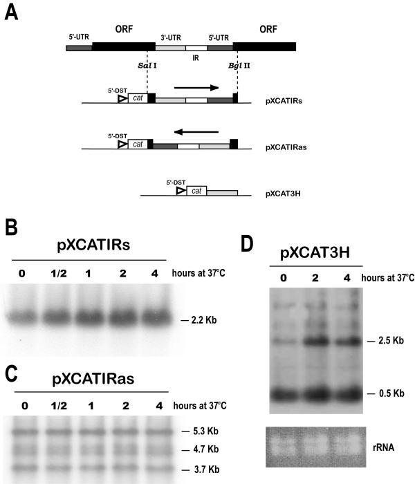 https://cdn.ncbi.nlm.nih.gov/pmc/blobs/d4c7/436058/7c8a24299947/1471-2199-5-3-3.jpg