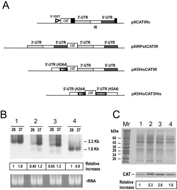 https://cdn.ncbi.nlm.nih.gov/pmc/blobs/d4c7/436058/e3192001a604/1471-2199-5-3-5.jpg