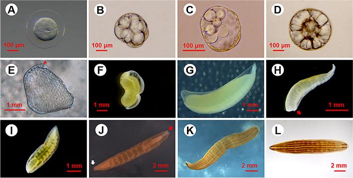 https://cdn.ncbi.nlm.nih.gov/pmc/blobs/d4c9/10111769/7d533b997056/12864_2023_9286_Fig1_HTML.jpg