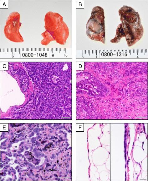 https://cdn.ncbi.nlm.nih.gov/pmc/blobs/d4cc/5064785/7764fcd499dc/12989_2016_164_Fig3_HTML.jpg
