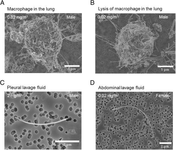 https://cdn.ncbi.nlm.nih.gov/pmc/blobs/d4cc/5064785/bd98359271e8/12989_2016_164_Fig7_HTML.jpg