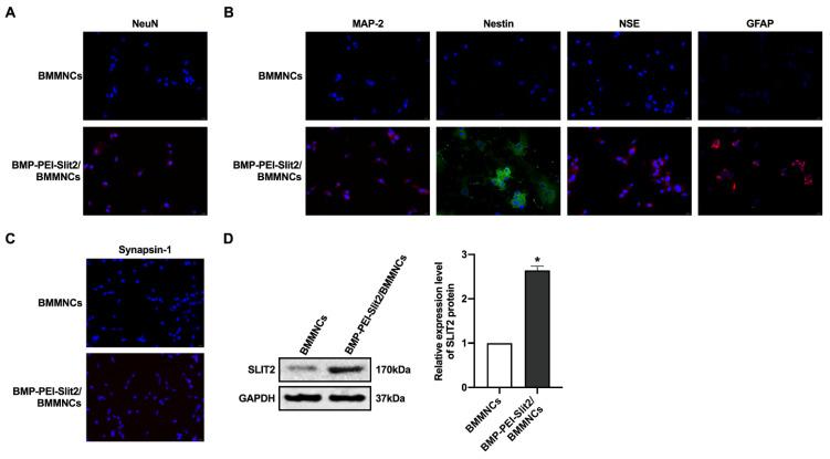 https://cdn.ncbi.nlm.nih.gov/pmc/blobs/d4ce/11373550/d8d52598f9b1/ijmsv21p2233g002.jpg
