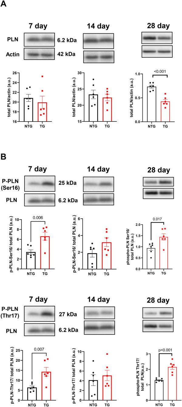 https://cdn.ncbi.nlm.nih.gov/pmc/blobs/d4d2/10102353/b3f3d28a690f/fphys-14-1136852-g010.jpg