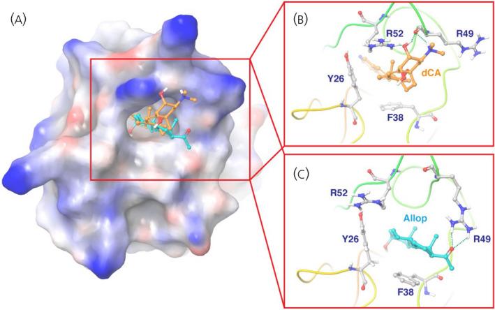 https://cdn.ncbi.nlm.nih.gov/pmc/blobs/d4d2/9135062/a5a616e8480a/JNE-34-e13047-g005.jpg