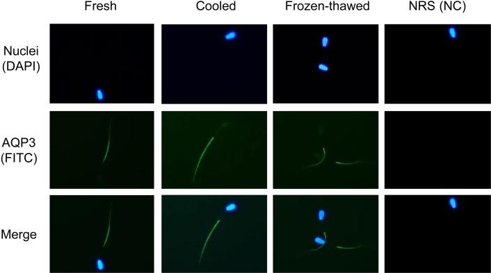https://cdn.ncbi.nlm.nih.gov/pmc/blobs/d4d3/6105742/08e0365aa591/jrd-64-327-g002.jpg