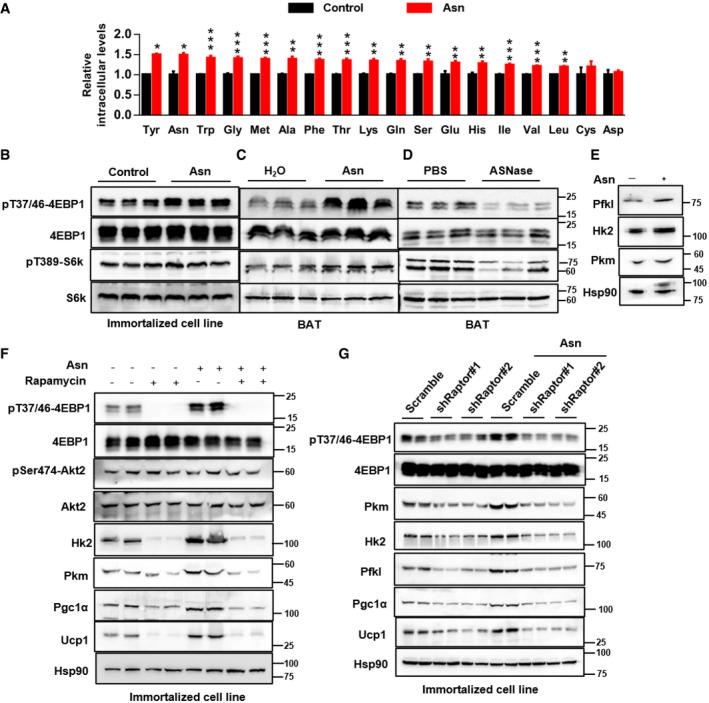 https://cdn.ncbi.nlm.nih.gov/pmc/blobs/d4d6/8672174/6ae69cc1a8a9/EMBJ-40-e108069-g012.jpg