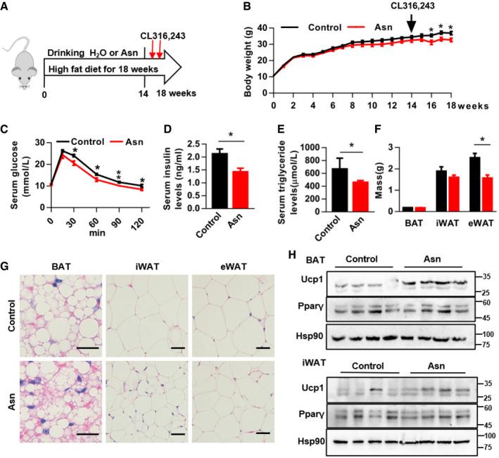 https://cdn.ncbi.nlm.nih.gov/pmc/blobs/d4d6/8672174/851b5aaf220f/EMBJ-40-e108069-g004.jpg