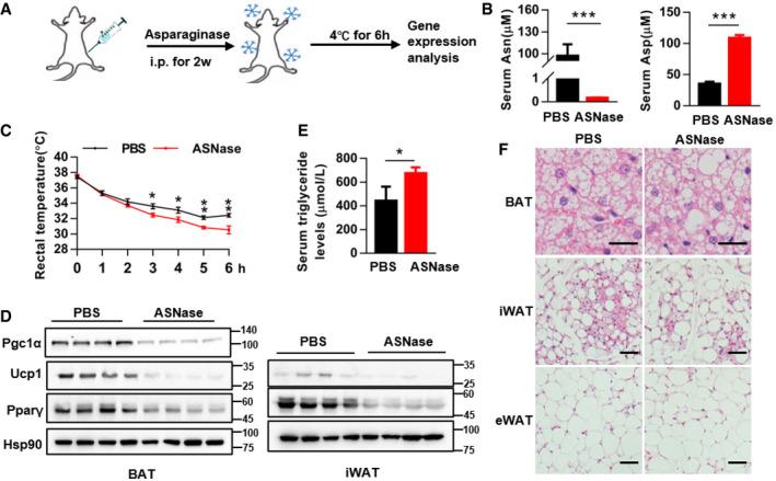 https://cdn.ncbi.nlm.nih.gov/pmc/blobs/d4d6/8672174/a730f7e7303a/EMBJ-40-e108069-g013.jpg
