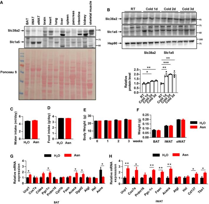 https://cdn.ncbi.nlm.nih.gov/pmc/blobs/d4d6/8672174/b838ca328973/EMBJ-40-e108069-g001.jpg
