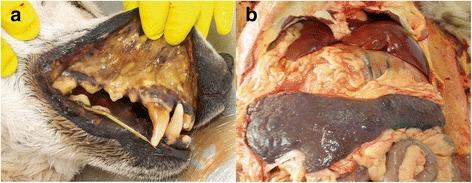 https://cdn.ncbi.nlm.nih.gov/pmc/blobs/d4d7/5379697/b72f25659ba5/13071_2017_2106_Fig4_HTML.jpg