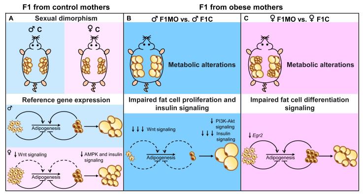 https://cdn.ncbi.nlm.nih.gov/pmc/blobs/d4db/10223280/ebc2d5fe635d/nutrients-15-02245-g007.jpg
