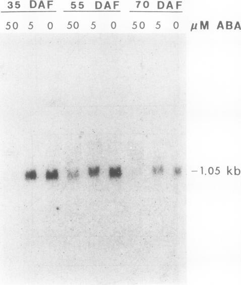 https://cdn.ncbi.nlm.nih.gov/pmc/blobs/d4db/1081152/b0f4b0c843ee/plntphys00698-0422-a.jpg