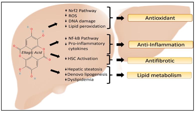 https://cdn.ncbi.nlm.nih.gov/pmc/blobs/d4e6/11047720/ec348f791e46/antioxidants-13-00485-g002.jpg