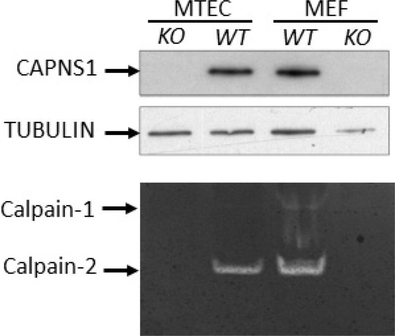 https://cdn.ncbi.nlm.nih.gov/pmc/blobs/d4e7/6161787/8c9918c69788/oncotarget-09-33382-g003.jpg