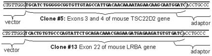 https://cdn.ncbi.nlm.nih.gov/pmc/blobs/d4e8/3016401/a6e73c031493/pone.0015832.g002.jpg