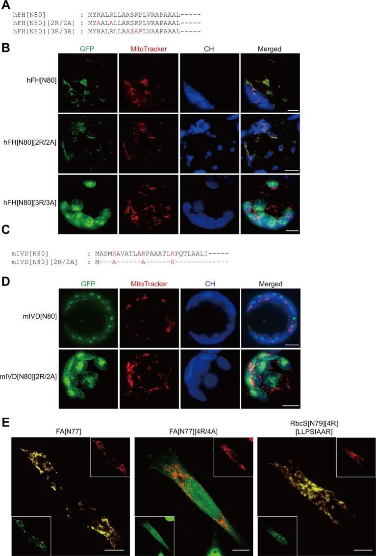 https://cdn.ncbi.nlm.nih.gov/pmc/blobs/d4ec/7031408/b446a73c8d90/fpls-11-00064-g001.jpg