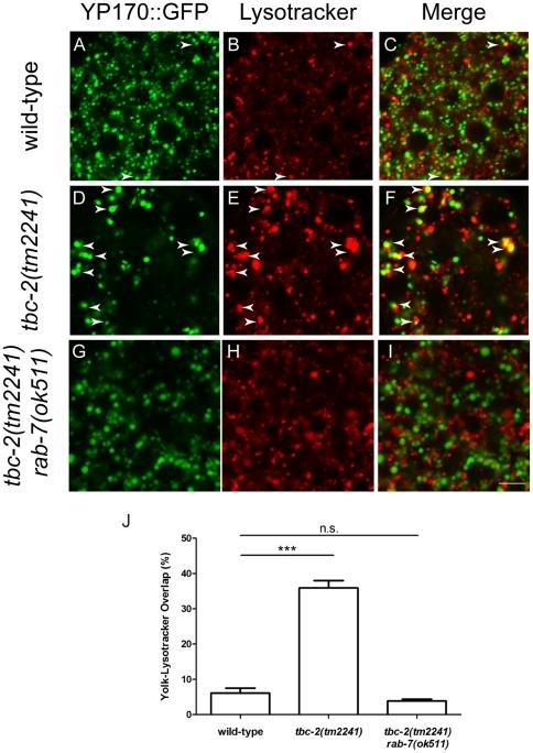 https://cdn.ncbi.nlm.nih.gov/pmc/blobs/d4ed/3011002/a7210fcf5cb8/pone.0015662.g002.jpg