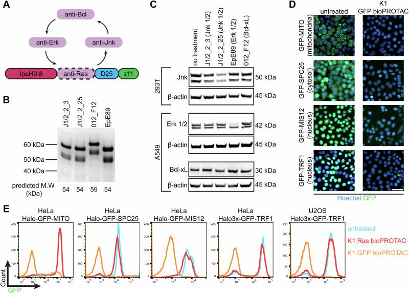 https://cdn.ncbi.nlm.nih.gov/pmc/blobs/d4f4/11237011/f4755d8c1d54/41467_2024_50235_Fig8_HTML.jpg