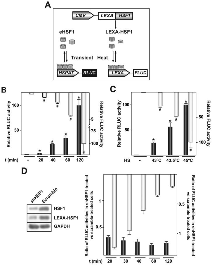 https://cdn.ncbi.nlm.nih.gov/pmc/blobs/d4f8/5449623/f4c78c4b4e01/gkx194fig1.jpg