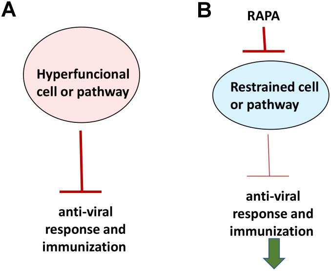 https://cdn.ncbi.nlm.nih.gov/pmc/blobs/d4f8/7346074/ce3b298fecab/aging-12-103493-g004.jpg