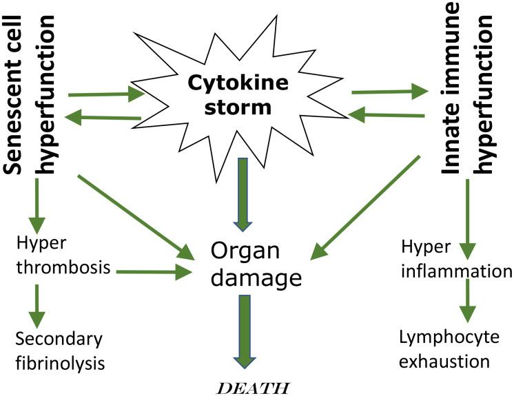 https://cdn.ncbi.nlm.nih.gov/pmc/blobs/d4f8/7346074/dff00e3ffe69/aging-12-103493-g001.jpg