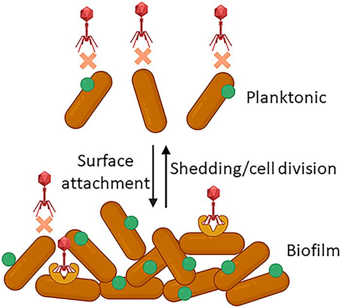 https://cdn.ncbi.nlm.nih.gov/pmc/blobs/d4fb/11087802/2a77c16c5b85/pnas.2405822121fig01.jpg