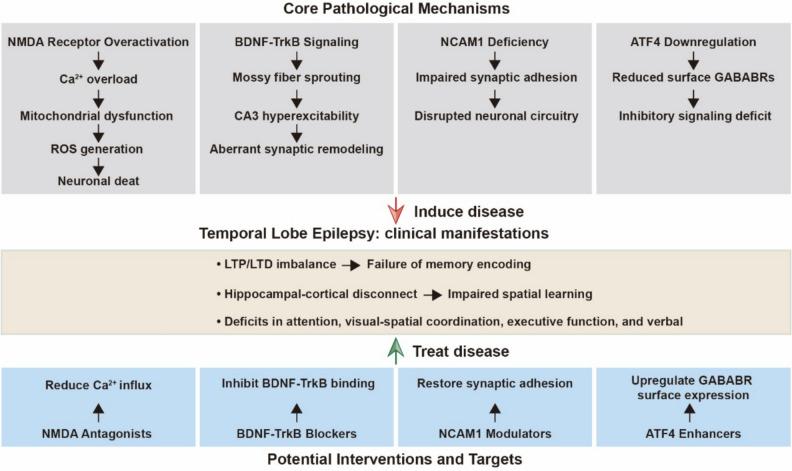 https://cdn.ncbi.nlm.nih.gov/pmc/blobs/d4fc/12182514/fb8ffe1dcaf6/12031_2025_2365_Fig1_HTML.jpg