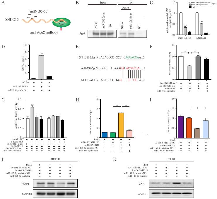 https://cdn.ncbi.nlm.nih.gov/pmc/blobs/d500/9461660/a61c5b4aef4c/ijbsv18p5291g005.jpg