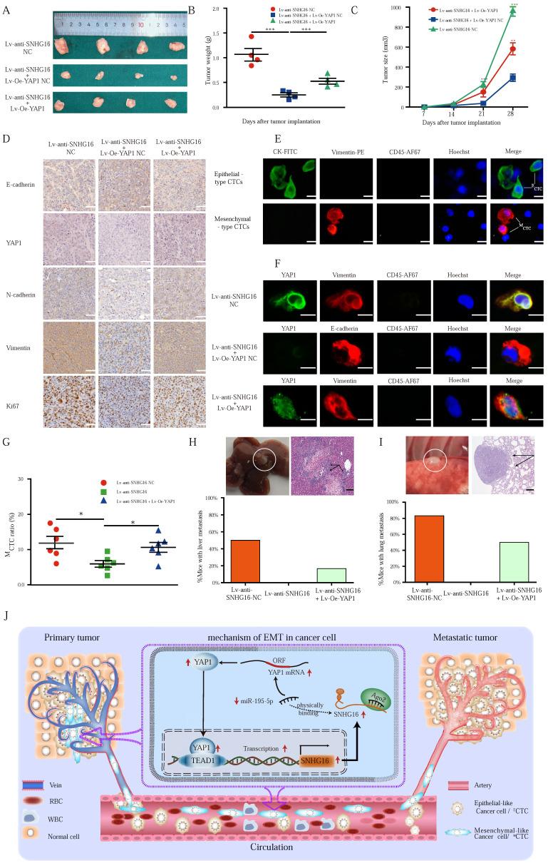 https://cdn.ncbi.nlm.nih.gov/pmc/blobs/d500/9461660/b498136dd7a8/ijbsv18p5291g007.jpg