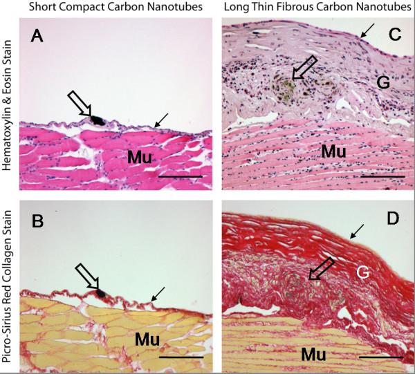 https://cdn.ncbi.nlm.nih.gov/pmc/blobs/d504/2857820/a4959c1c80cb/1743-8977-7-5-6.jpg