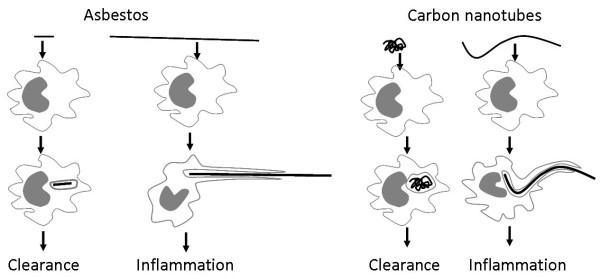 https://cdn.ncbi.nlm.nih.gov/pmc/blobs/d504/2857820/bd908a3f6e6e/1743-8977-7-5-2.jpg
