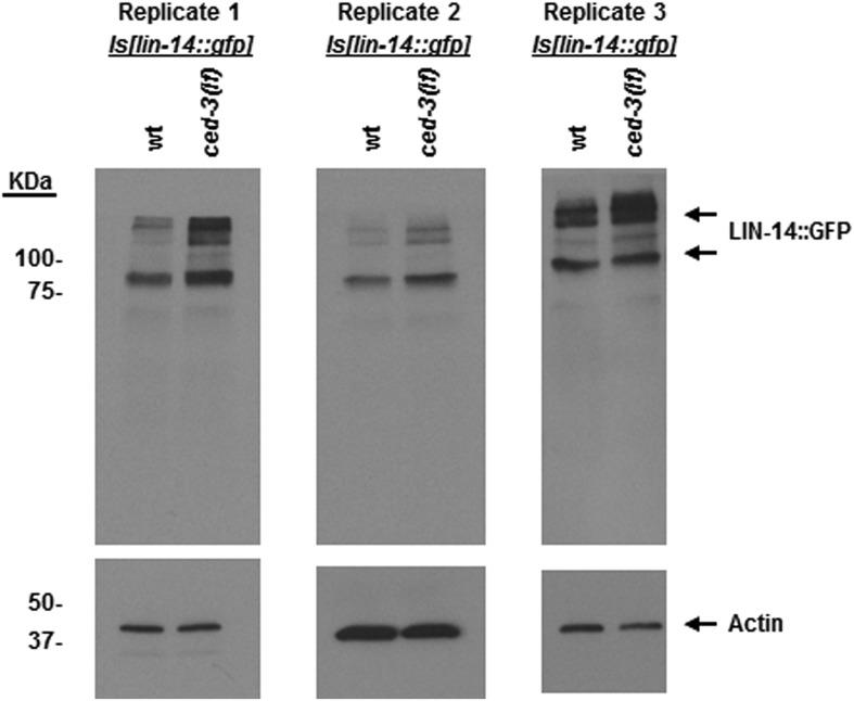 https://cdn.ncbi.nlm.nih.gov/pmc/blobs/d504/4279084/b1c8a9cd80bf/elife04265fs016.jpg