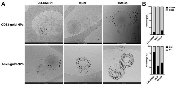 https://cdn.ncbi.nlm.nih.gov/pmc/blobs/d508/9736613/00829bcc4d67/cells-11-03828-g002.jpg