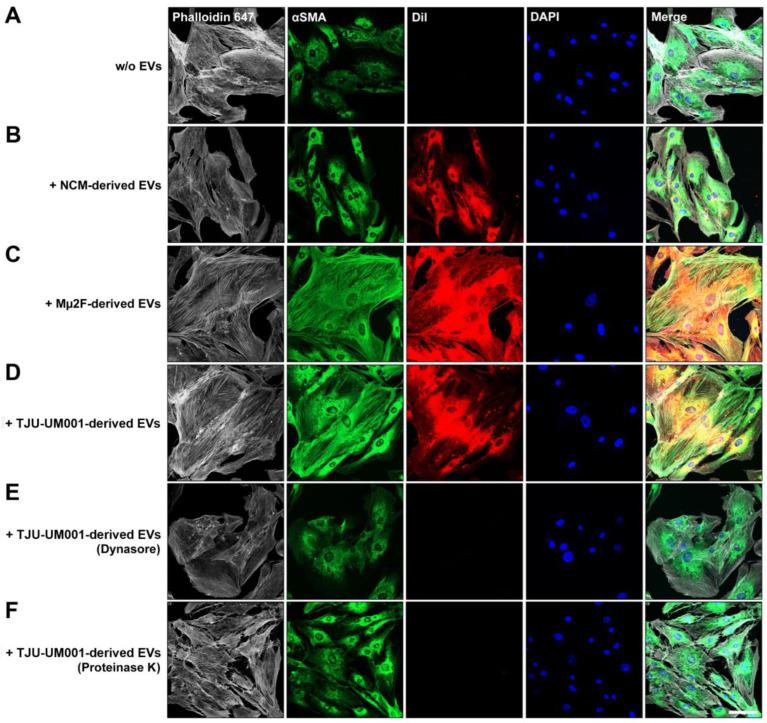 https://cdn.ncbi.nlm.nih.gov/pmc/blobs/d508/9736613/692bce5bc25a/cells-11-03828-g005.jpg