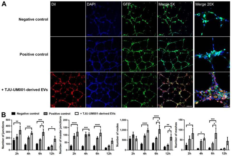 https://cdn.ncbi.nlm.nih.gov/pmc/blobs/d508/9736613/71ac31d00564/cells-11-03828-g008.jpg