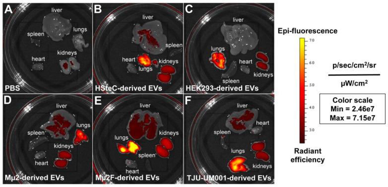 https://cdn.ncbi.nlm.nih.gov/pmc/blobs/d508/9736613/95ba4c3252c2/cells-11-03828-g004.jpg