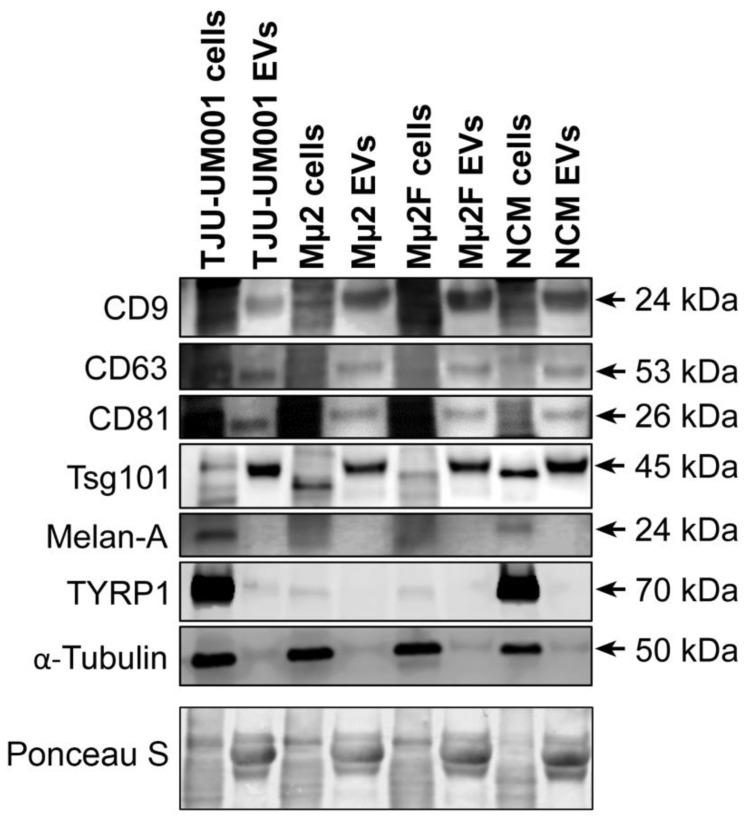 https://cdn.ncbi.nlm.nih.gov/pmc/blobs/d508/9736613/bc5d0583a968/cells-11-03828-g003.jpg