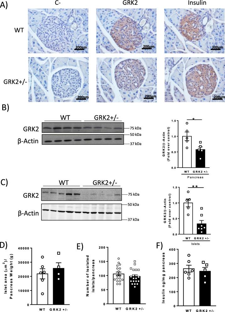 https://cdn.ncbi.nlm.nih.gov/pmc/blobs/d50b/7931601/80914efe8efd/12915_2021_966_Fig1_HTML.jpg