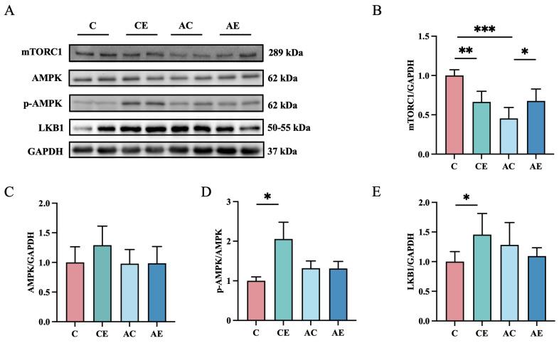 https://cdn.ncbi.nlm.nih.gov/pmc/blobs/d50c/12109772/041f04207952/cimb-47-00371-g004.jpg