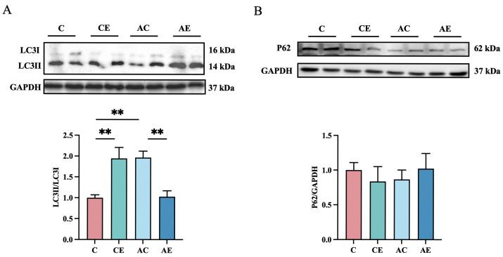 https://cdn.ncbi.nlm.nih.gov/pmc/blobs/d50c/12109772/0deda448d098/cimb-47-00371-g005.jpg