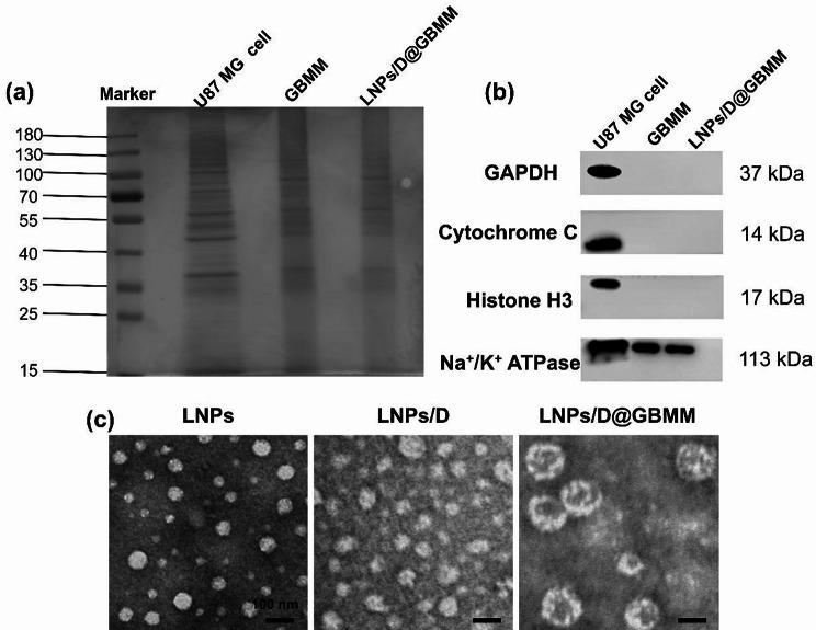 https://cdn.ncbi.nlm.nih.gov/pmc/blobs/d50e/12211940/49abd8145a21/12885_2025_14433_Fig1_HTML.jpg