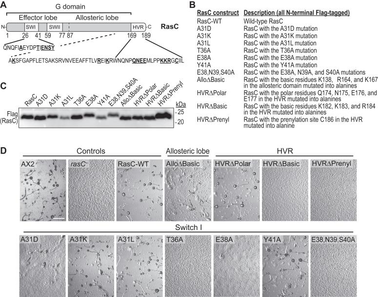 https://cdn.ncbi.nlm.nih.gov/pmc/blobs/d513/11255897/a2a4fd281503/gr1.jpg