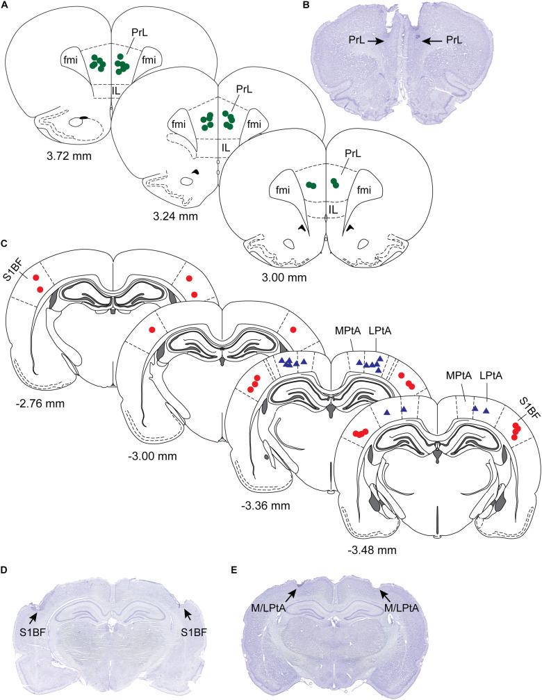 https://cdn.ncbi.nlm.nih.gov/pmc/blobs/d515/8299111/c8e10eae3a2f/fnsys-15-690717-g002.jpg