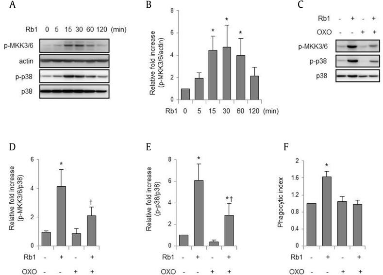 https://cdn.ncbi.nlm.nih.gov/pmc/blobs/d516/6606816/2864465a346c/gr2.jpg
