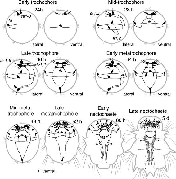 https://cdn.ncbi.nlm.nih.gov/pmc/blobs/d517/5445494/7b38648bae7c/12983_2017_211_Fig9_HTML.jpg
