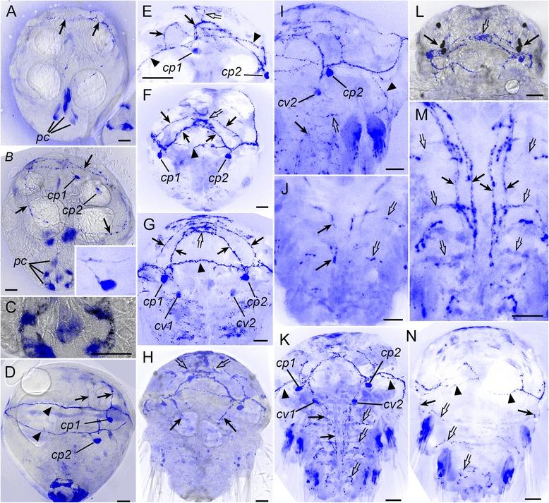 https://cdn.ncbi.nlm.nih.gov/pmc/blobs/d517/5445494/b217cd1c89fb/12983_2017_211_Fig6_HTML.jpg